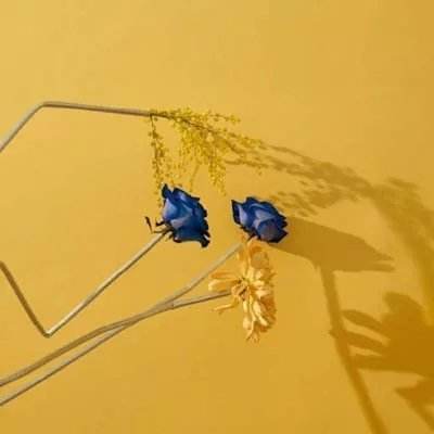 鸭脖app下载手机app下载